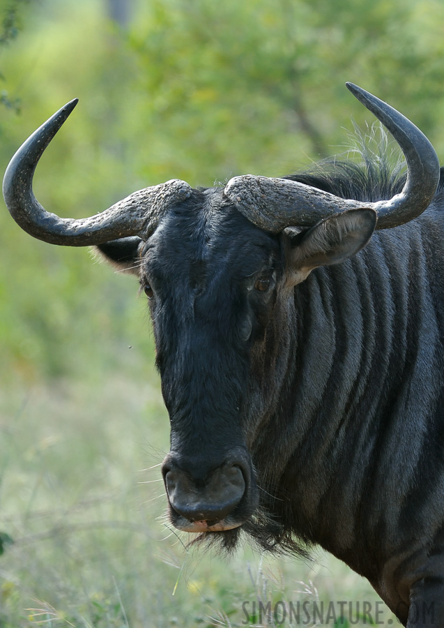 Connochaetes taurinus [370 mm, 1/160 Sek. bei f / 8.0, ISO 1000]